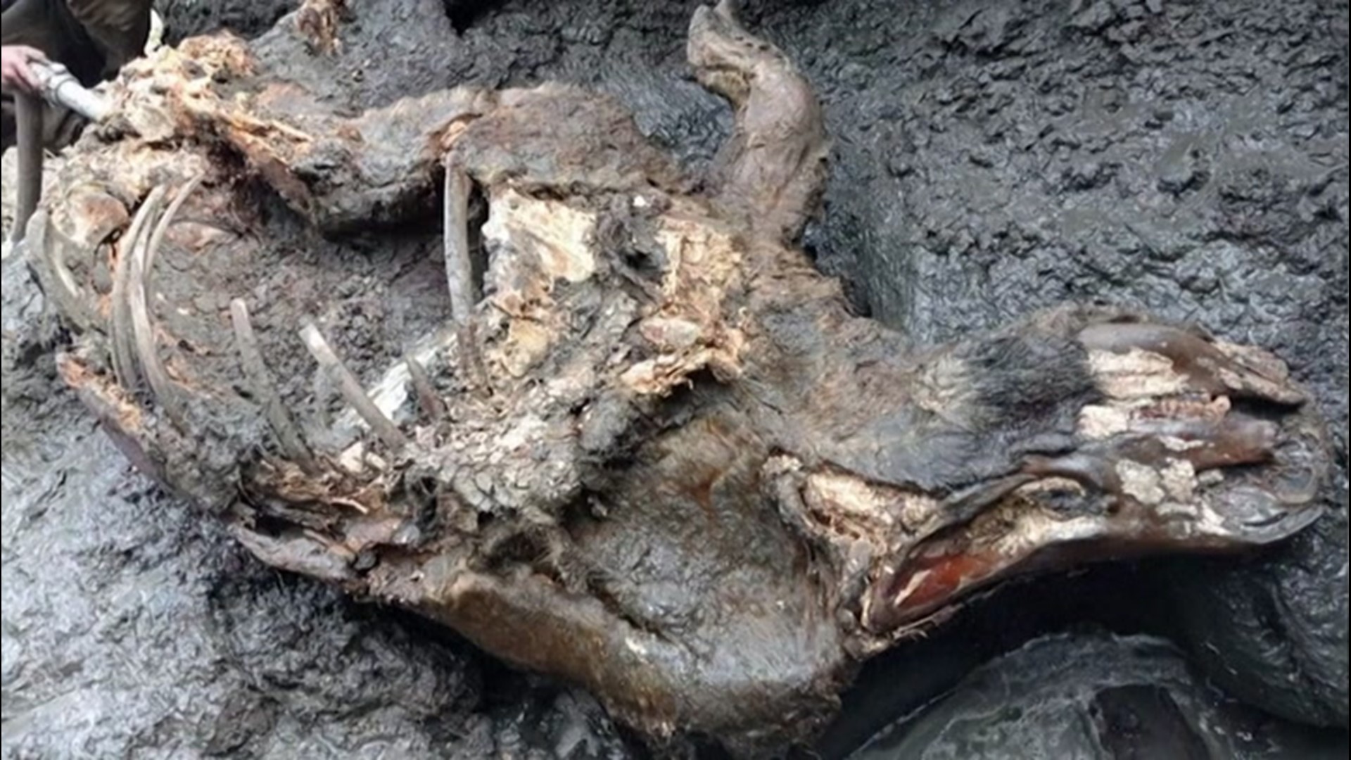 Russian scientists are studying the remains of a wooly rhinoceros found in Yakutia last August after determining that its tusk, limbs, some organs, and even its wool were preserved in permafrost that's now thawing due to climate change.