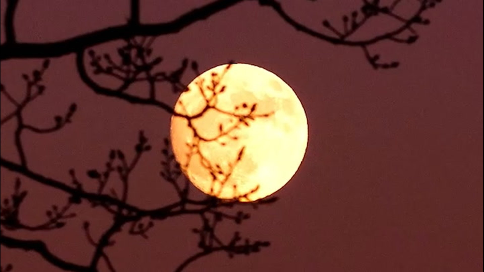 When To See The Strawberry Moon Ksdk Com