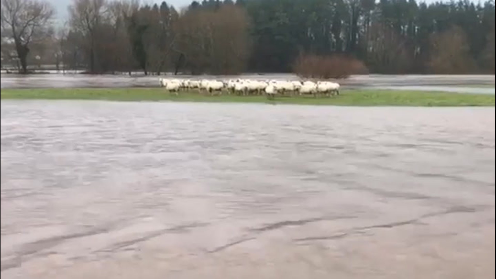 On Jan. 20, a flock of sheep in Llanfoist, Wales, was forced to stay on a small island after Storm Christoph flooded the area.