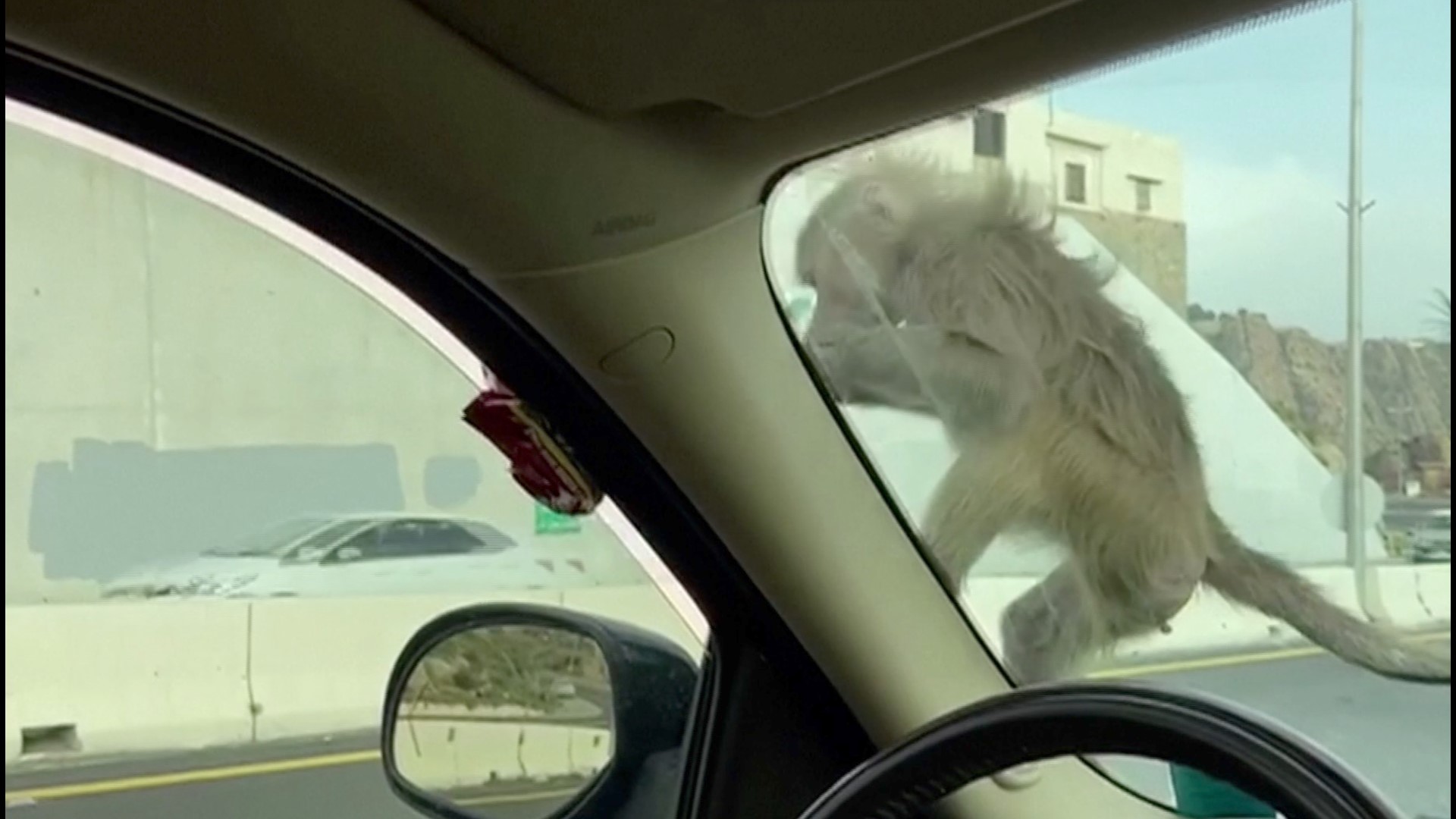Monkey Shares Meal With Driver Through Car Window in Funny Video 