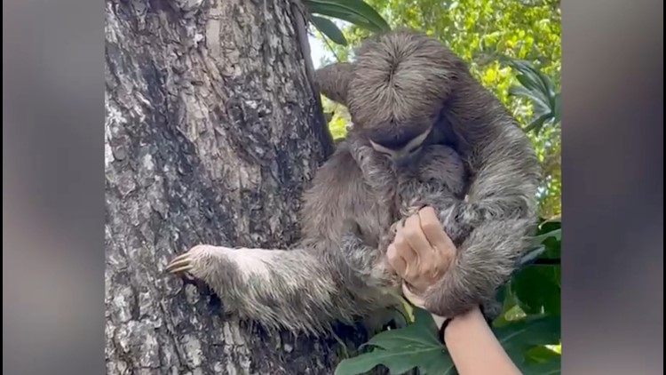 Moving Video Shows Reunion Between a Three-Fingered Sloth and Her Baby