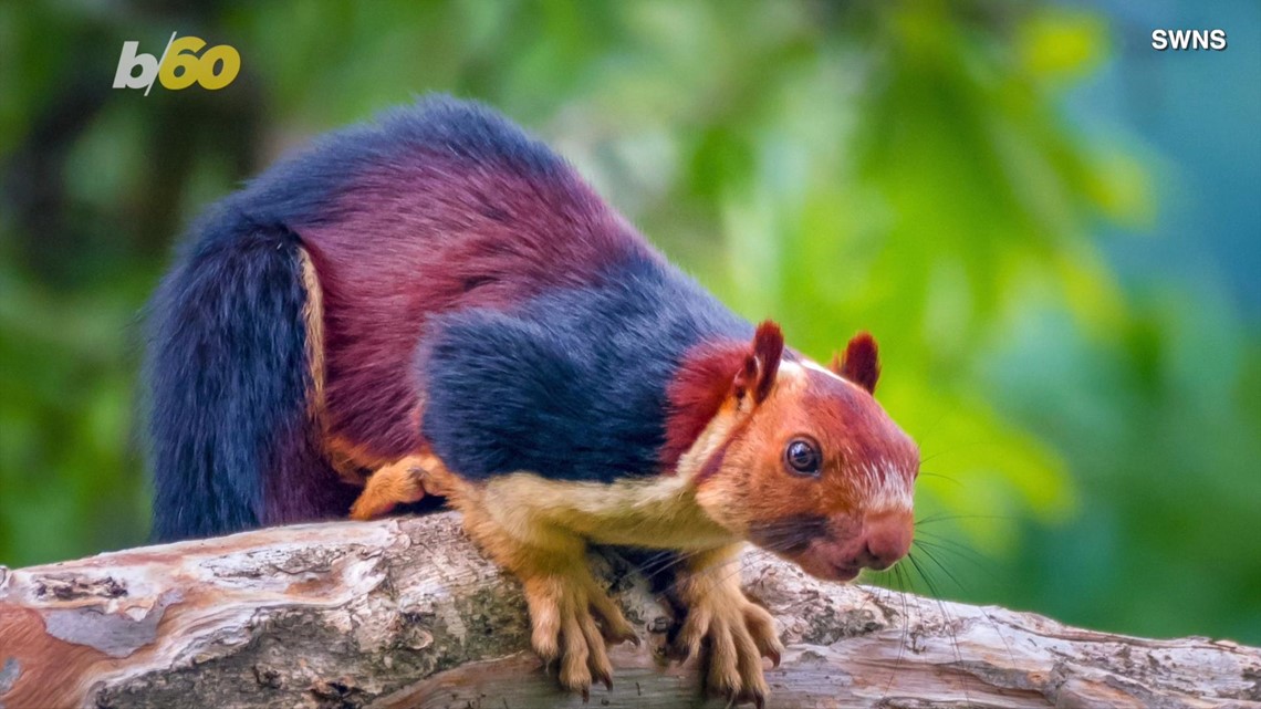 Malabar squirrels: Photos of giant multi-colored squirrels are stunning ...
