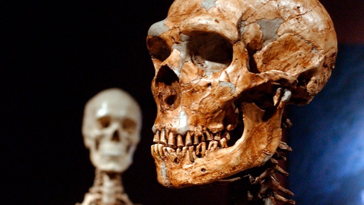 Modern human DNA Neanderthal research uncovers sliver unique
