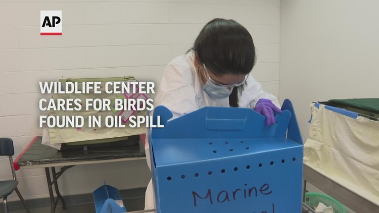 Wildlife center cares for birds in oil spill