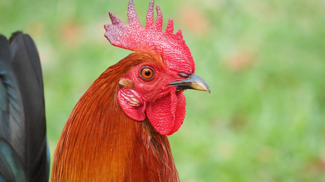 Teen reunited with Civil War reenacting rooster lost in Alabama - Vimarsana News