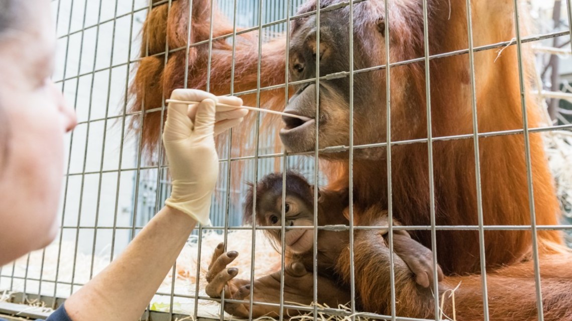Who's the daddy? Surprise in Swiss orangutan paternity test(02)