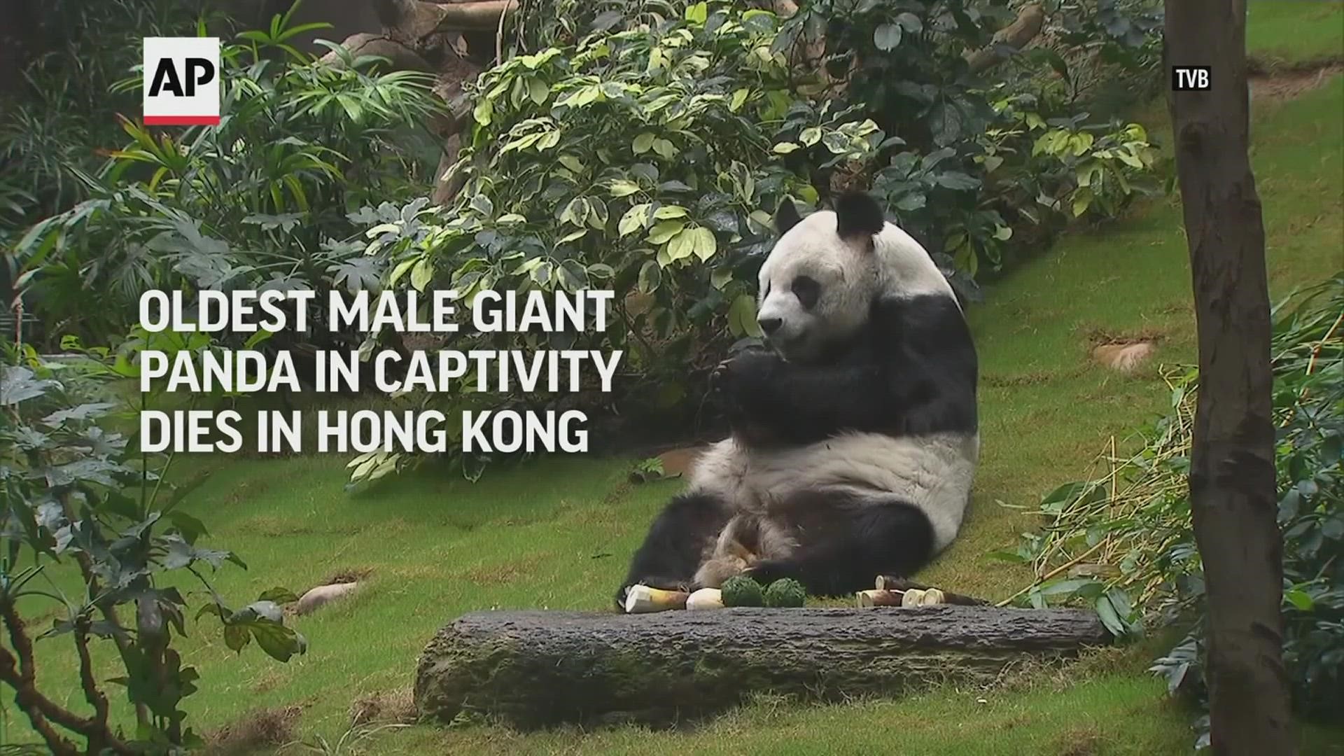 The oldest-ever male giant panda in captivity has died at age 35 at a Hong Kong theme park after his health deteriorated.