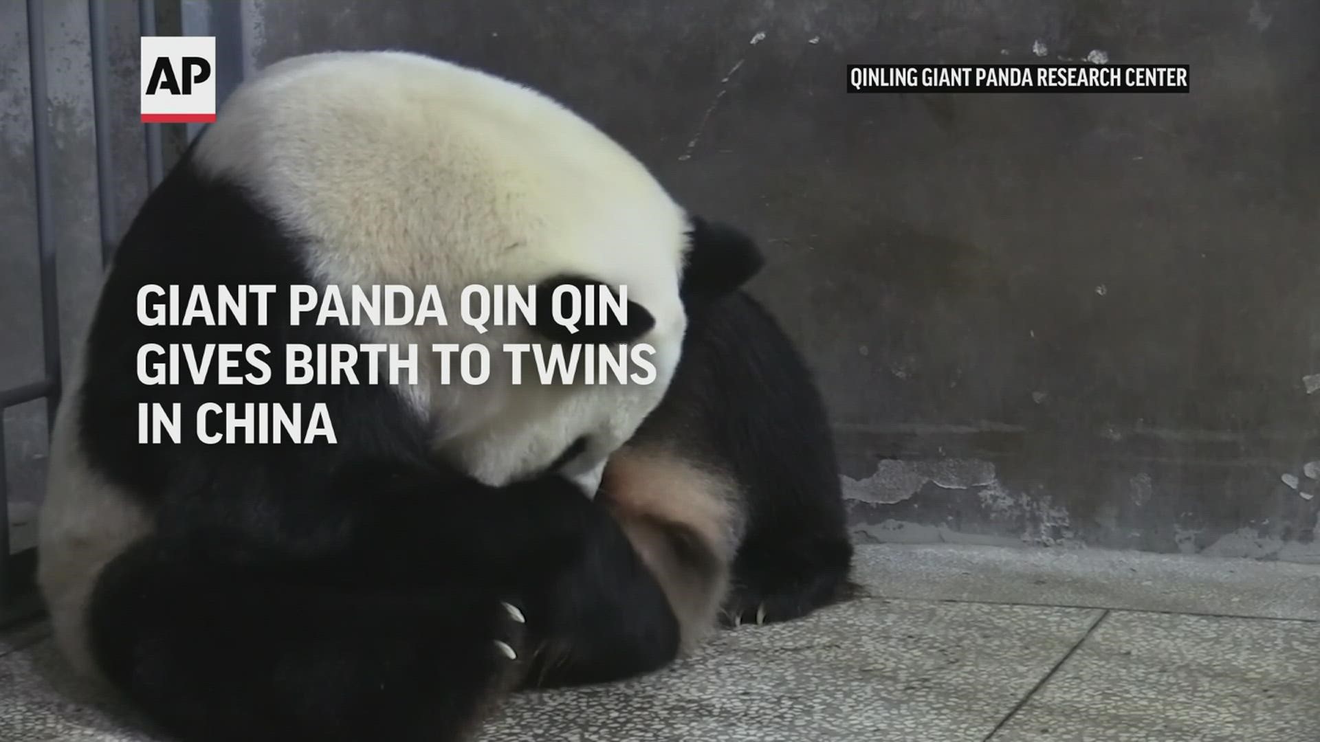 The wild panda population has climbed back to about 1,800, with another 500 living in captivity.