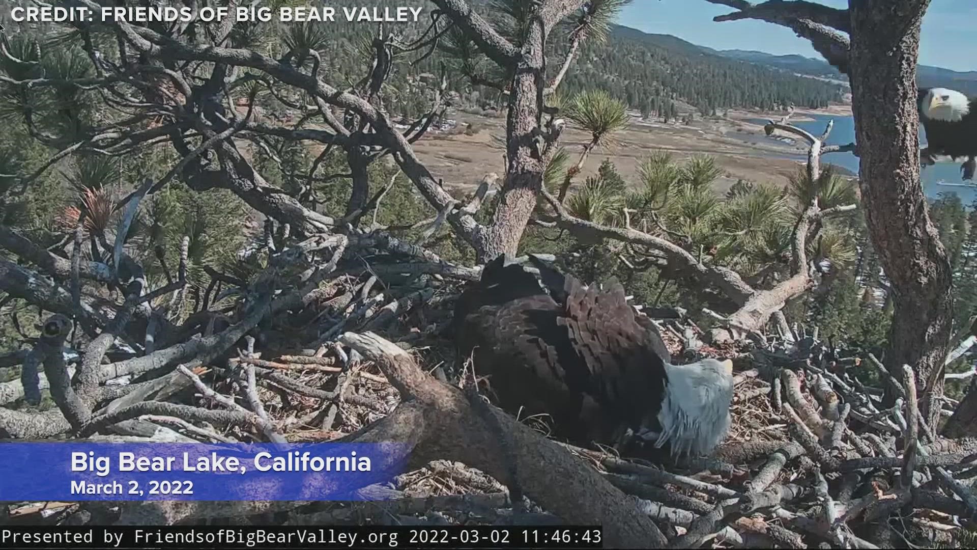 The watch is on for a pair of bald eagle eggs to hatch in the mountains of Southern California.