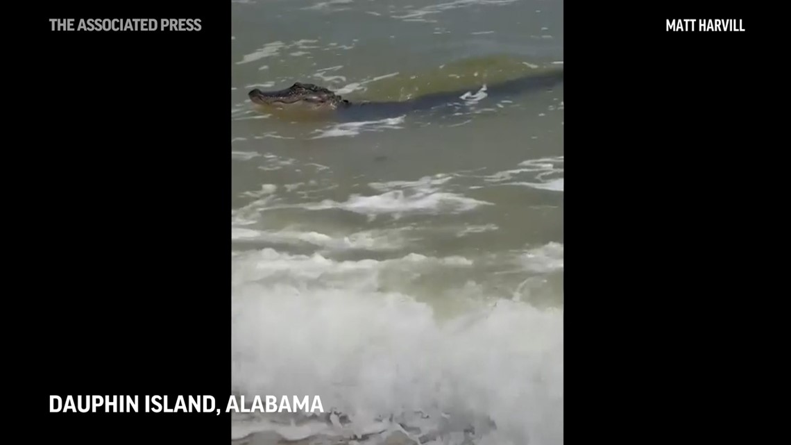 Surfing alligator seen enjoying the waves at Alabama beach