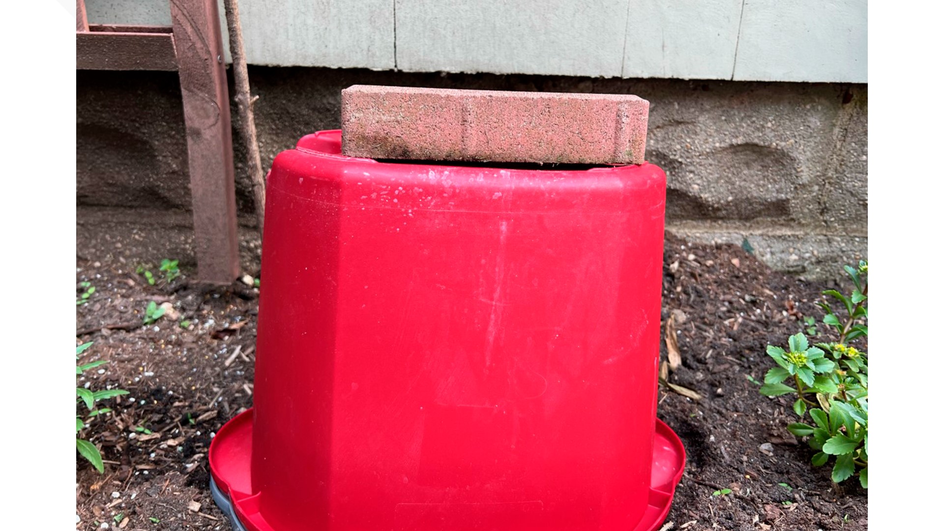 How to protect garden plants from storms