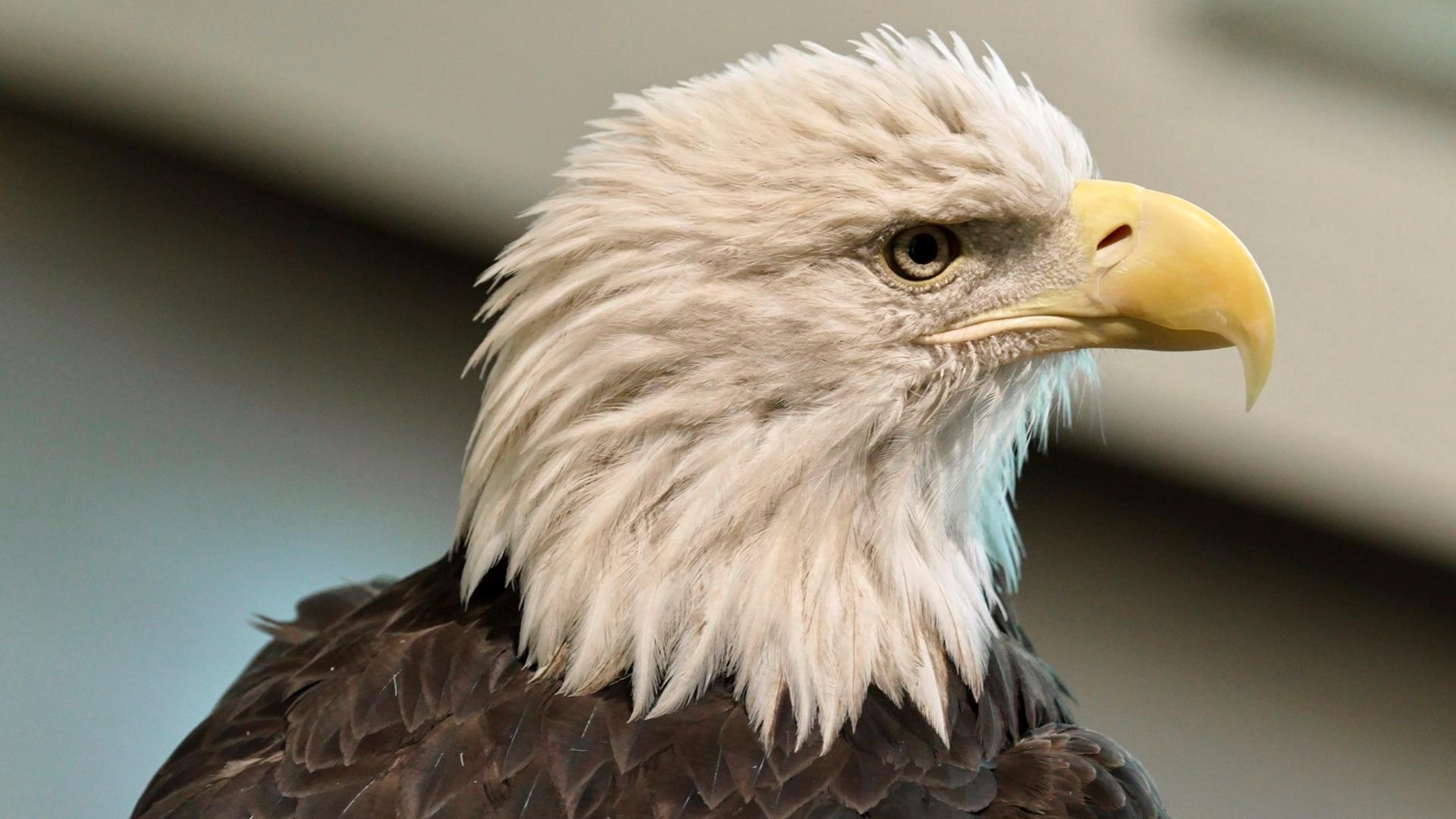 What is the official US bird Bald - Afa2264e 8423 4c8f 88de 95d0b0d2a0e8 1920x1080