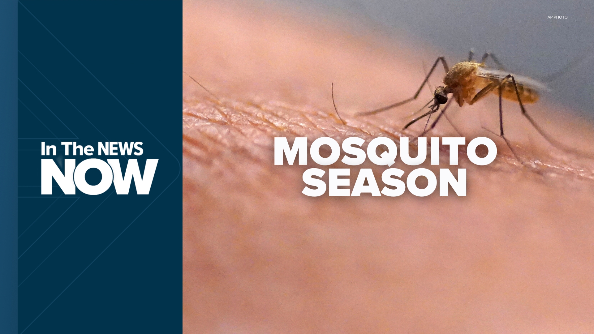 Hot weather and standing water from summer rain create a perfect recipe for mosquitoes. We answer questions, debunk myths and share expert tips to stay protected.
