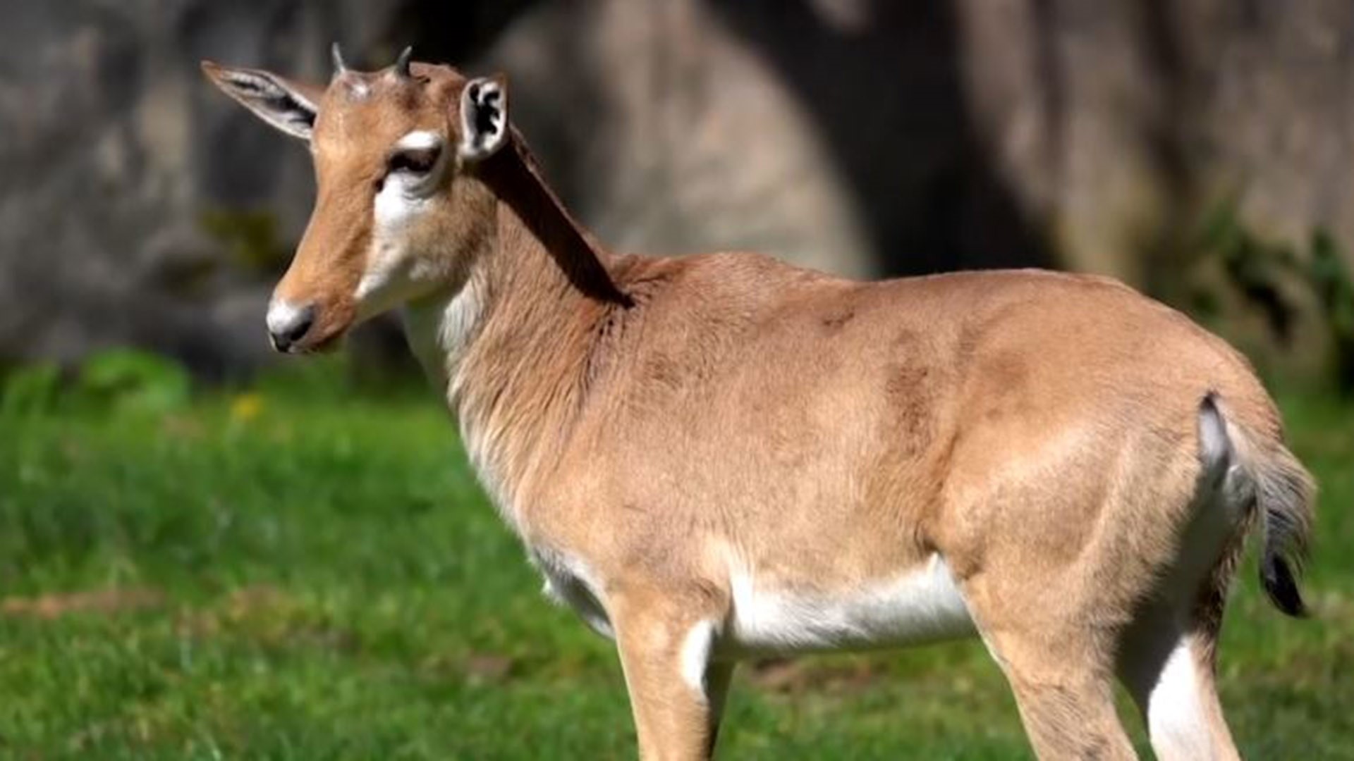A rare African bontebok antelope calf born on February 2 made her public debut at Oregon Zoo on Thursday.