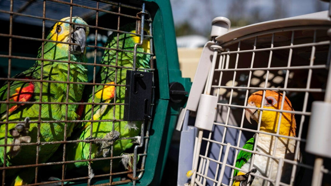 Parbuckle Rescue Rescuers flock to save parrots stranded by Ian | ksdk.com