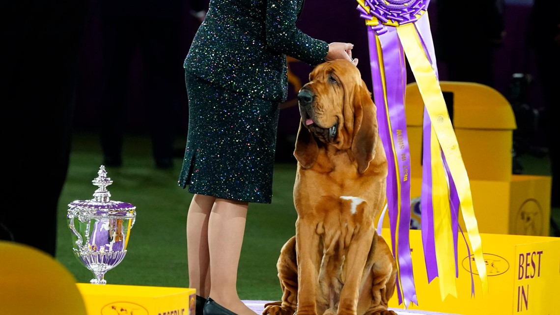 National Dog Show 2022: French Bulldog partially owned by Chargers