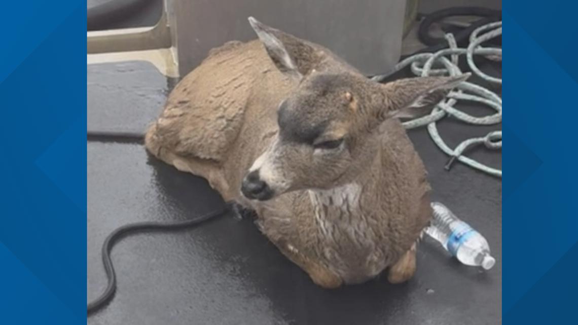 WATCH: Deer climb aboard Alaska Wildlife Troopers' boat - Vimarsana News