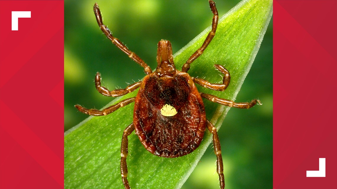 CDC Red meat allergy caused by tick bites more common