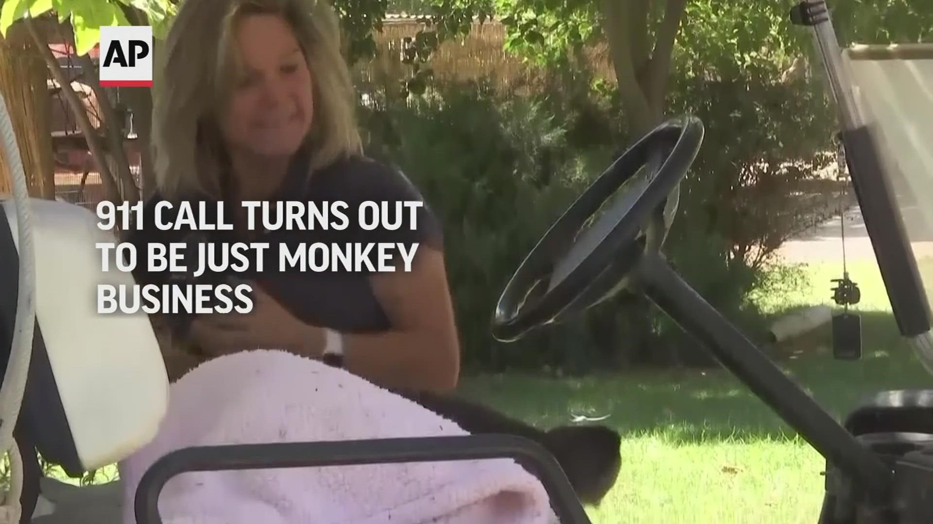A Capuchin monkey named Route had apparently picked up a cell phone from a golf cart that had been left too close to him, and started dialing.