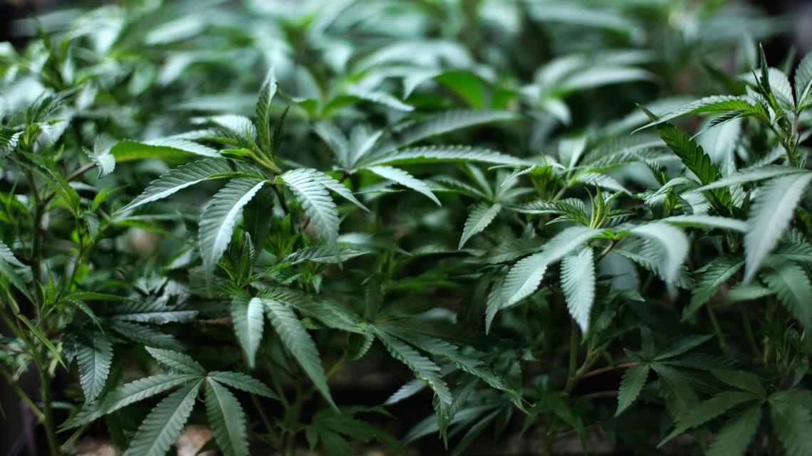 More than 400 New York towns said no to marijuana dispensaries - Vimarsana News