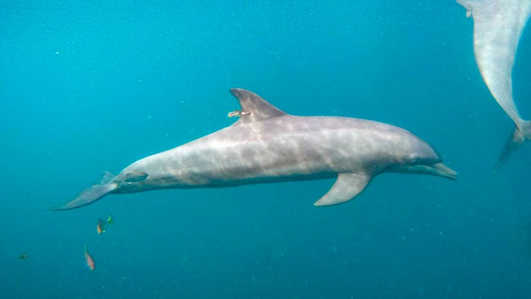 Once kept in resort pool, rescued dolphins swim free from Indonesia sanctuary
