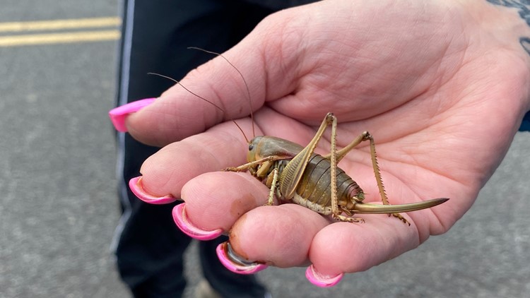 'Biblical' cricket swarms ravage crops across western states