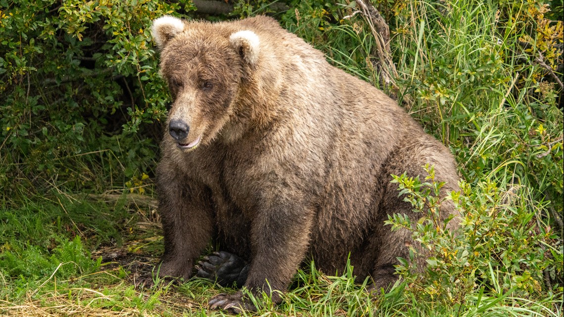 Who won Fat Bear Week 2023? - Vimarsana News