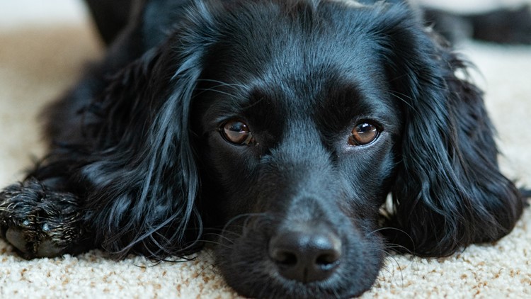 Spaniel with 6 legs gets extra limbs surgically removed | ksdk.com