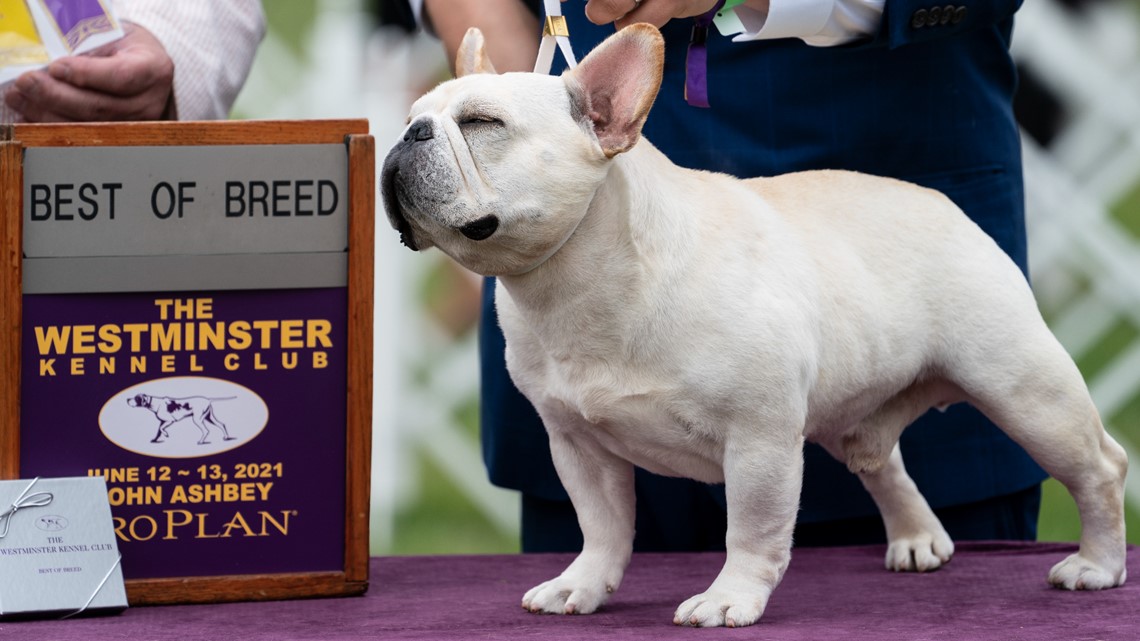 Westminster dog show results: Wasabi the Pekingese Best in Show | ksdk.com