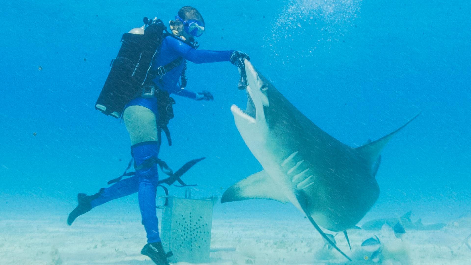 Discovery 'Shark Week' has breaching great whites, looks back at 'Jaws' and starts with some dancing
