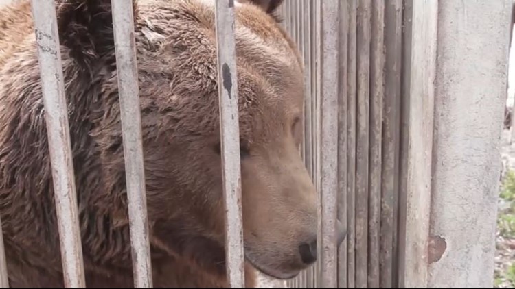 Mariupol zoo animals caught in crossfire of Russia-Ukraine war