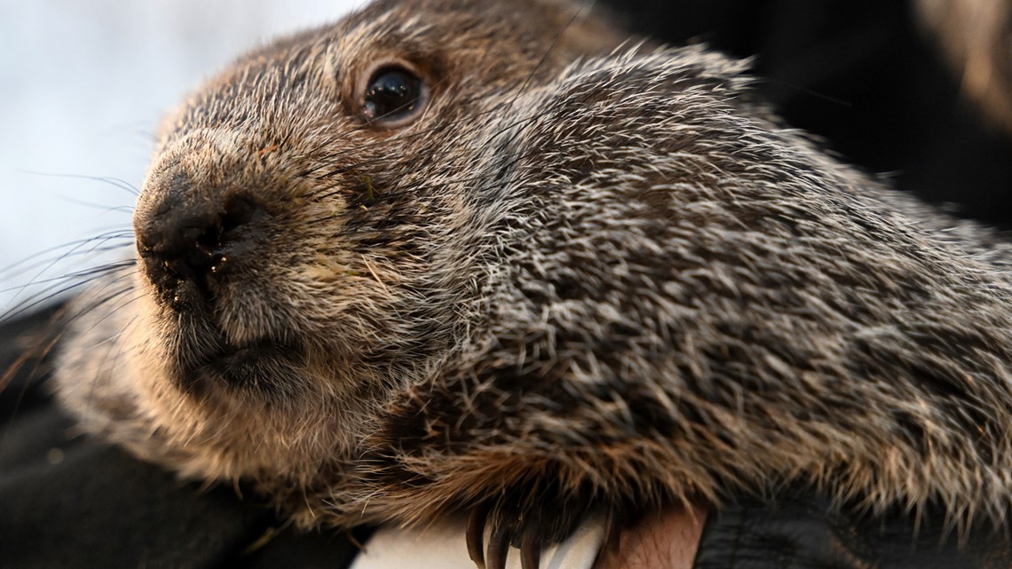 When is groundhog day? | ksdk.com - Vimarsana News