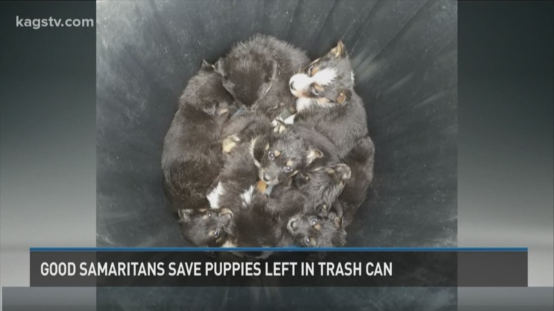 While many of us were bundled up inside when that blast of col air rushed through the area yesterday, some good Samaritans in Huntsville found something horrifying: eight puppies left outside in a trash can.