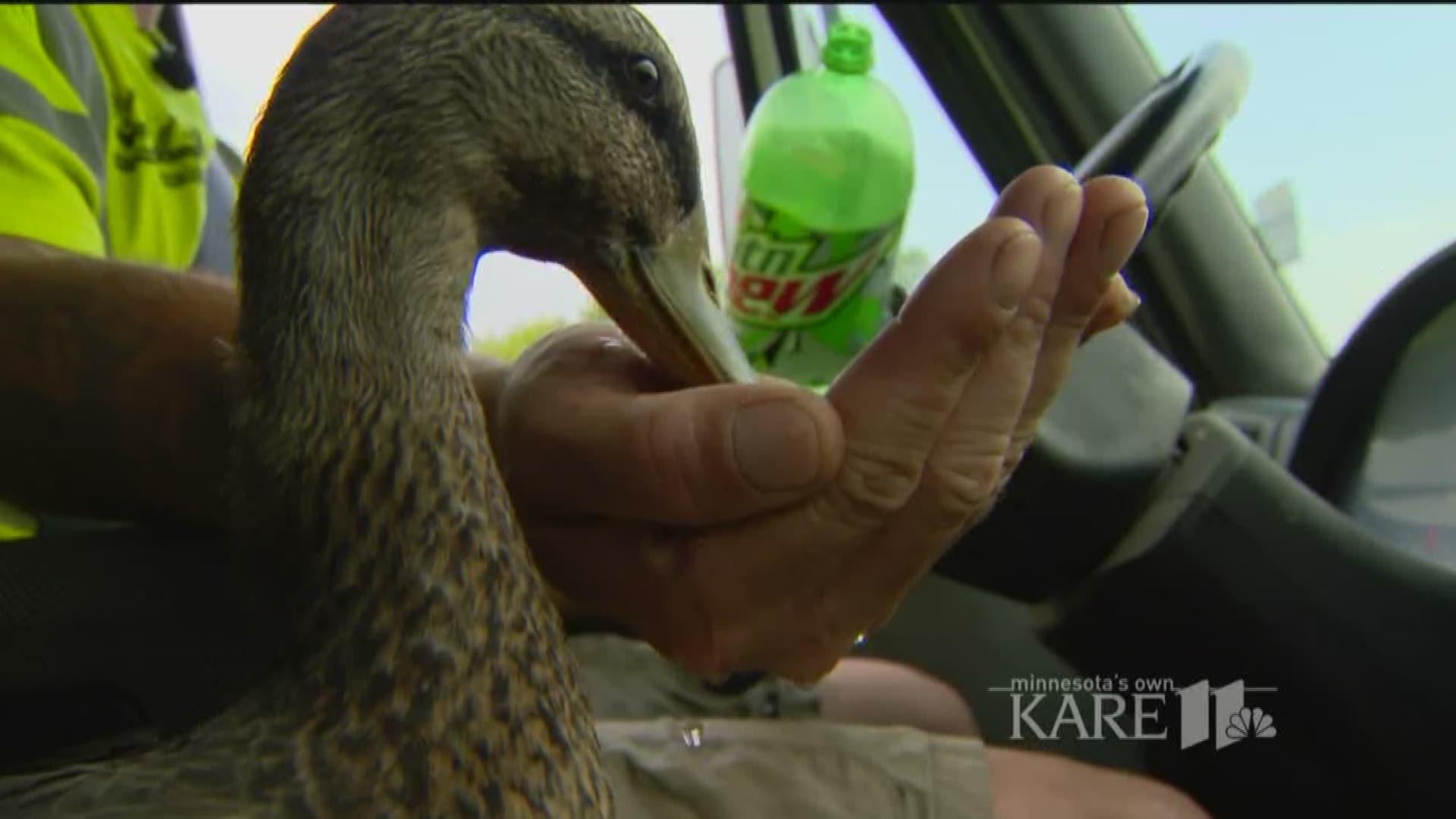 During nine years together delivering freight around the Twin Cities, Joe and his duck Frank racked up more than 750,000 miles in their flatbed truck. Now, Joe welcomes Eddy. http://kare11.tv/2ugywOM