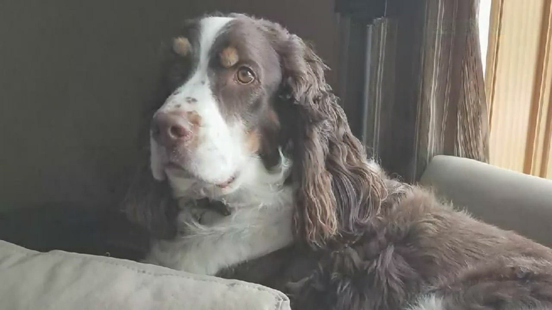 Minn. dog dies after being shot by pellet gun | ksdk.com