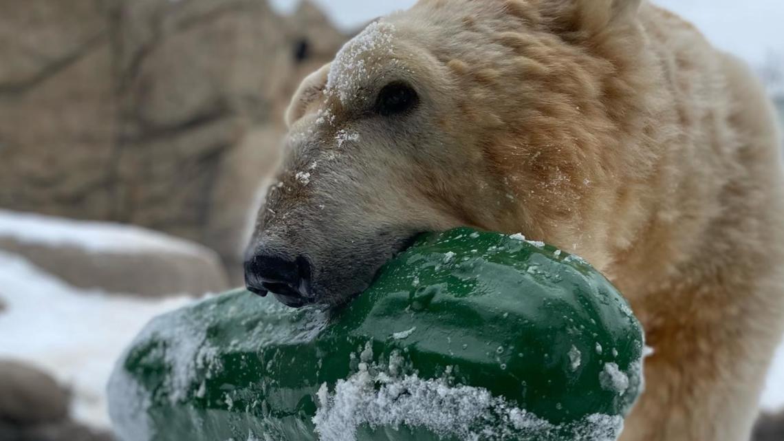 Como Zoo addresses concerns over viral video of polar bear