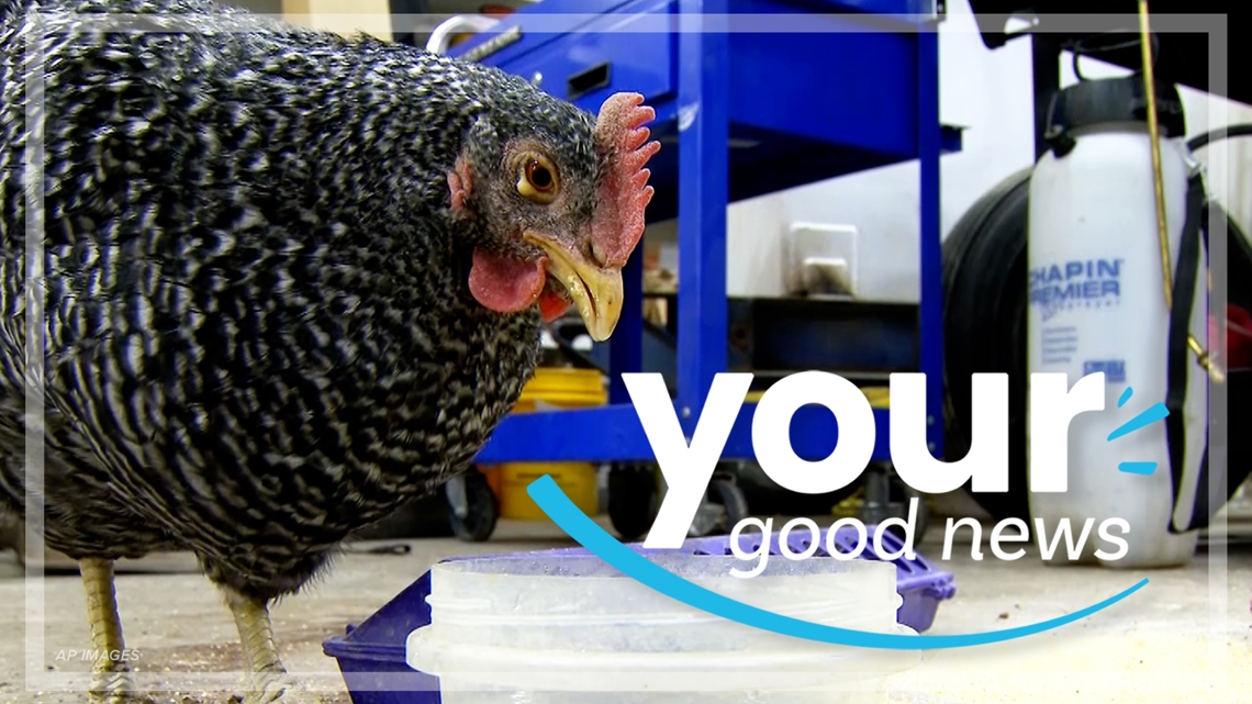 Reque Chicken Your Good News | A Rescue Chicken, Hot Spring Alligators & an All-Star ...