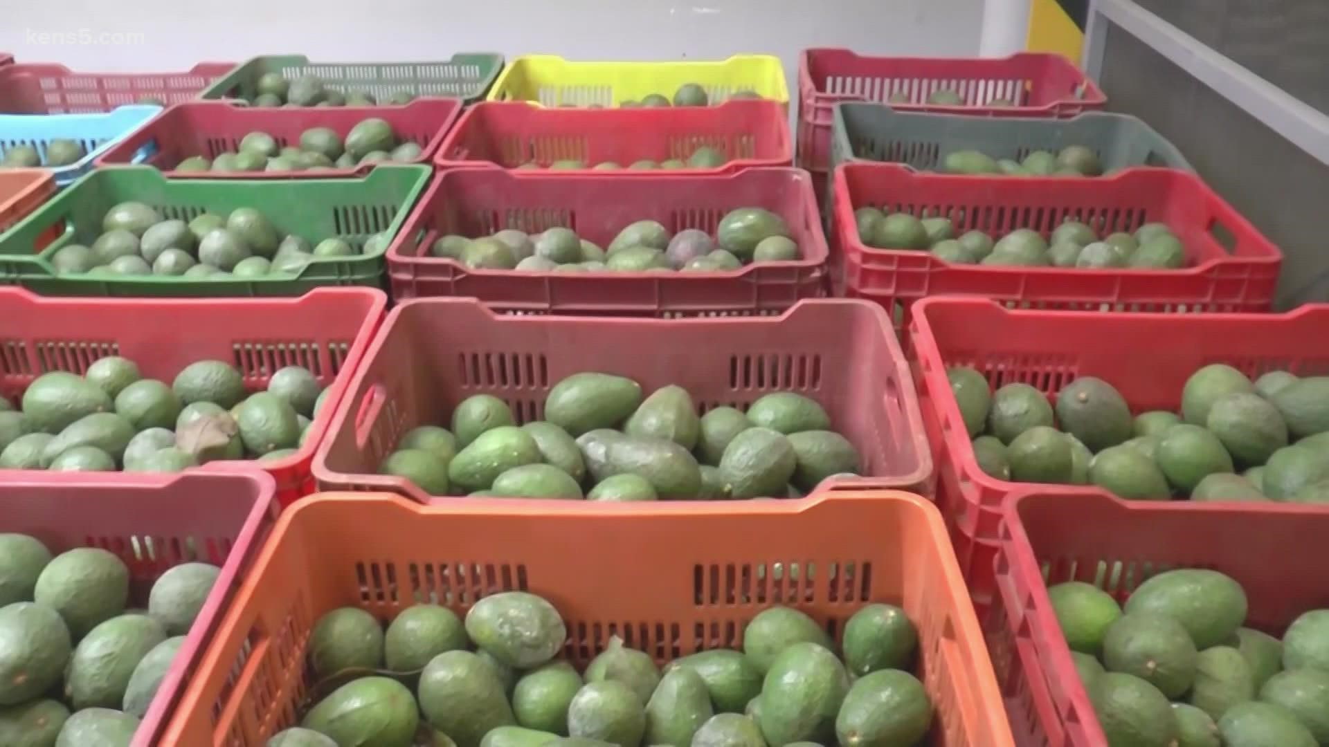 Avocado exports are the latest victim of the drug cartel turf battles and extortion of avocado growers, and price increases are expected.