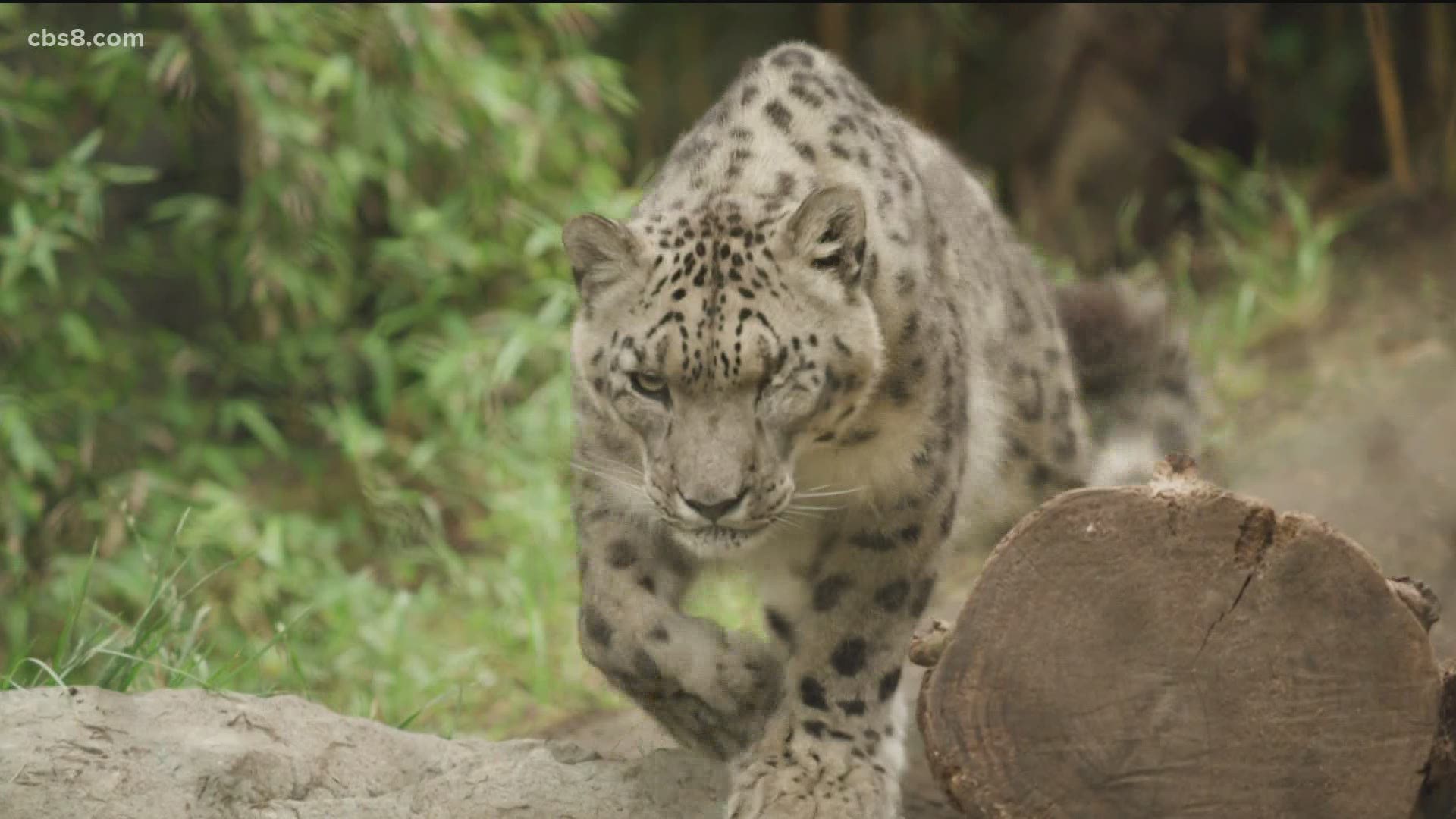 A male snow leopard at the San Diego Zoo has preliminarily tested positive for SARS-CoV-2, the virus that causes COVID-19, it was announced Friday.