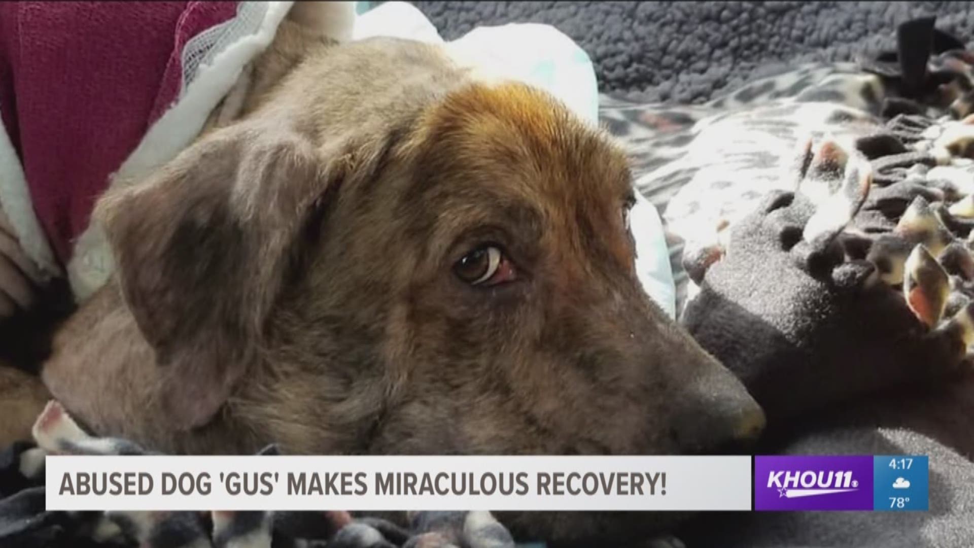 It's amazing how quickly Gus' life has turned around. Less than two weeks ago, Houston K-911 Rescue found the brutally battered dog in horrible condition. His head was swollen, because a shoelace was lodged around his neck. His body was riddled with pelle