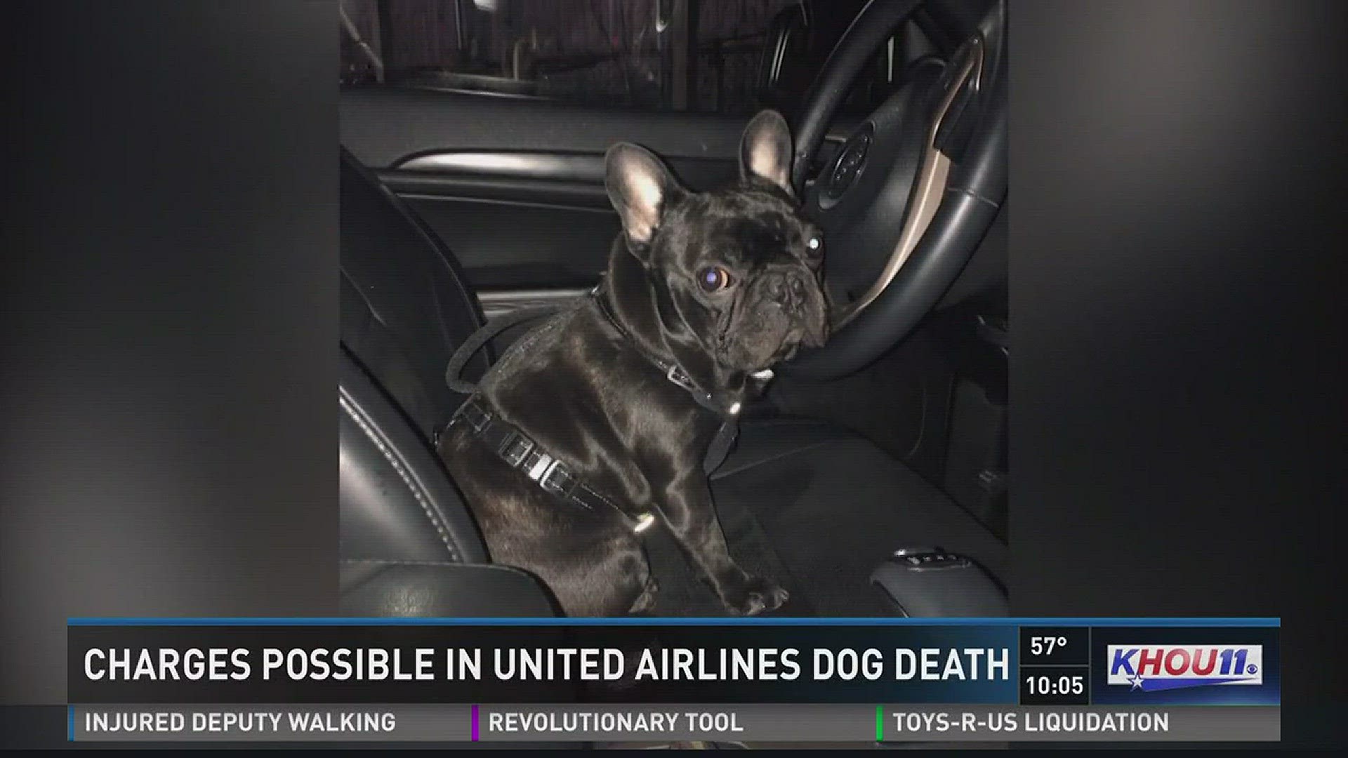 The Animal Cruelty Division of the Harris County District Attorney?s Office is working with law enforcement to investigate an incident where a puppy died on a United Airlines flight.