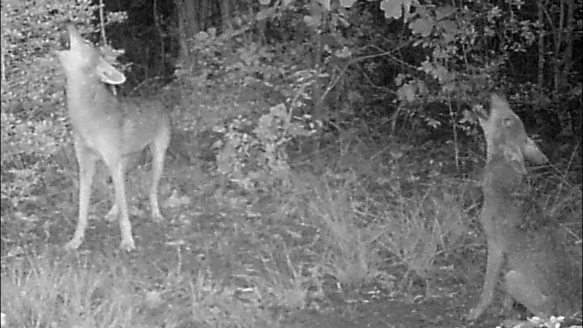 What to do about urban coyotes in your backyard | 0