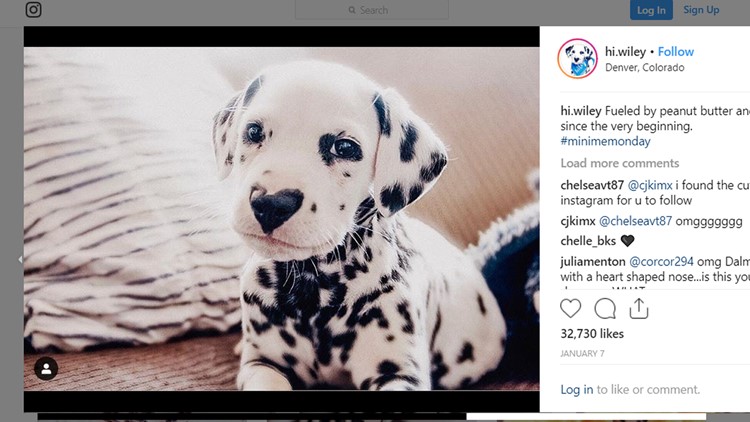 Meet The Dalmatian Puppy With A Heart Nose That Instagram Has Fallen In Love With Ksdk Com