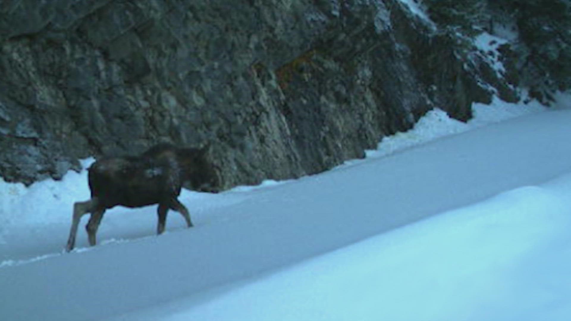 The moose was also the first ever spotted in southwest Washington.