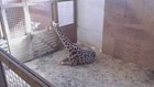 Seattle man builds 'active labor' notification app for April the giraffe