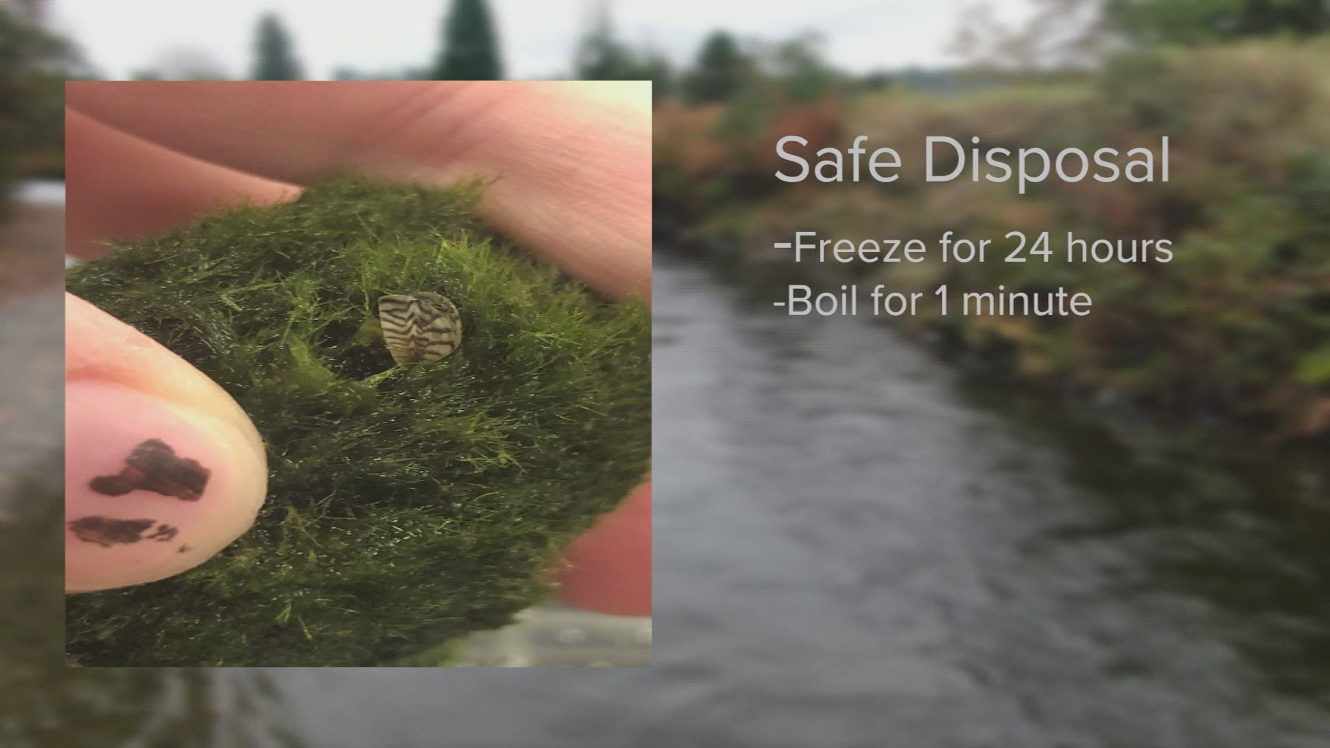 Pet stores in 21 states reported invasive zebra mussels on aquarium moss balls. Improper disposal could threaten Pacific Northwest native species and clog pipes.