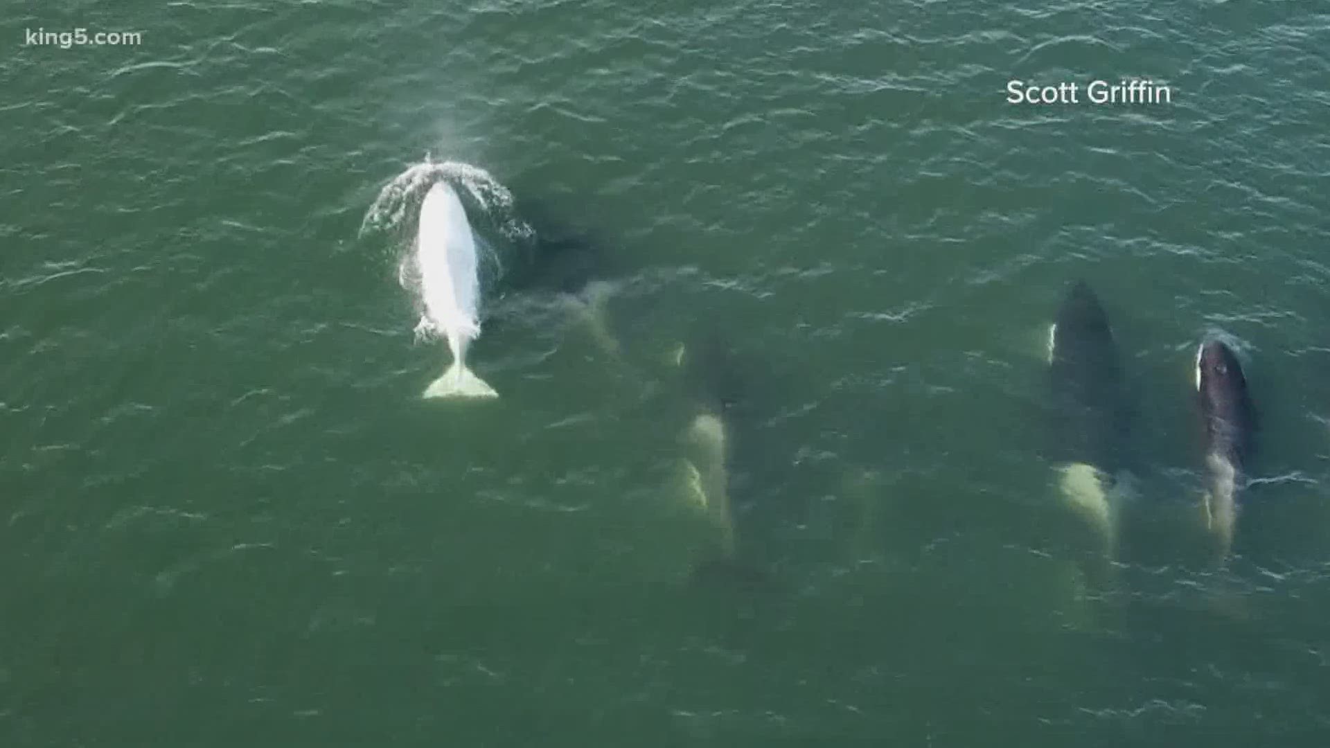 White whales are so rare that only a handful have been documented worldwide.