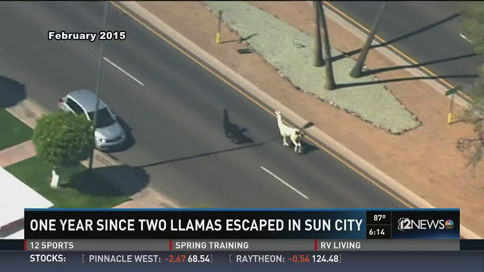 A year after becoming famous, the llamas now live in Chino Valley.