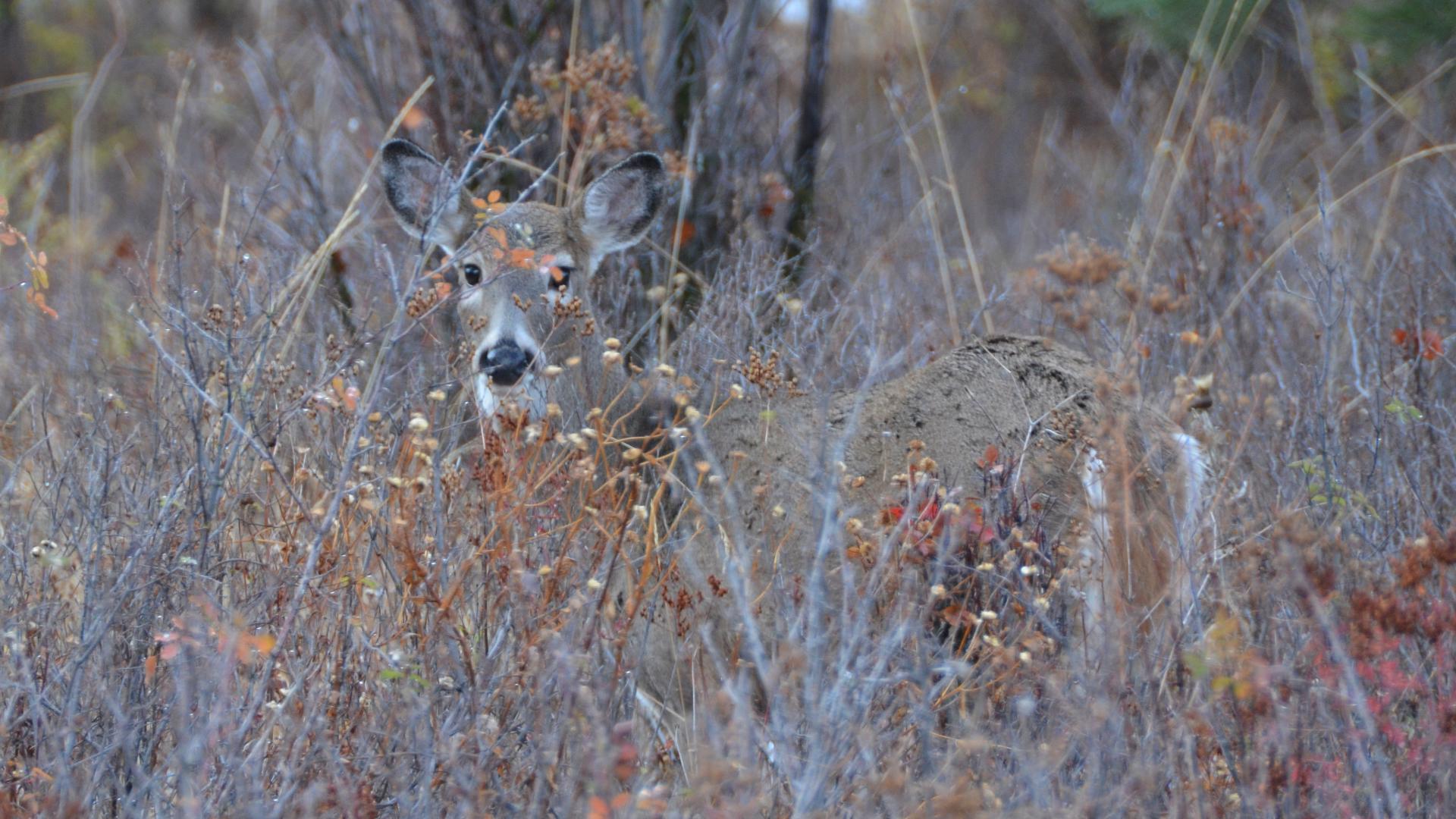 CWD deer in Missouri 2024 These new counties had infected deer