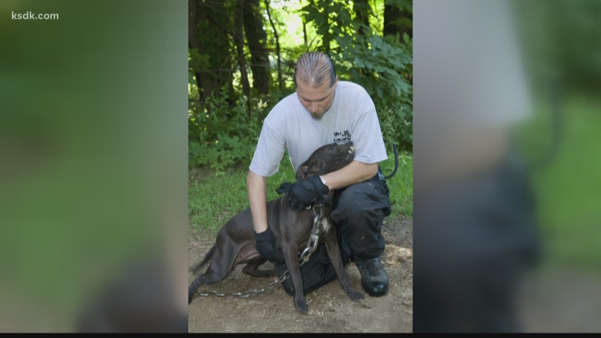 No one knows the horrors of dog fighting better than the photographer who tags along with the Humane Society of Missouri when they break up the rings. He continues to share his stories and photos in hopes of putting an end to the culture of animal cruelty.